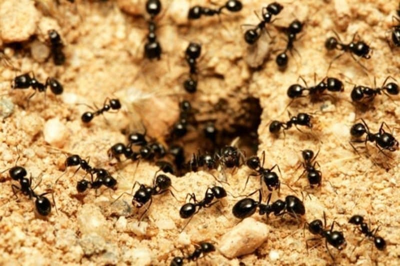 Tìm hiểu về giấc mơ thấy đàn kiến